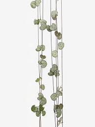 Image result for Ceropegia papillata
