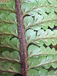 Image result for Asplenium holstii