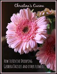 How To Revive Drooping Gerbera Daisies Flowers Gardening Daisies Gerbera Daisy Gerbera Gerbera Plant