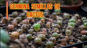 1 obviamente dependerá del tipo de cactus o suculenta las suculentas son entre otras cosas autosuficientes (quizás por ello son la delicia de los entonces se les denomina suculentas a este tipo de plantas por la capacidad que tienen de. Como Germinar Semillas De Cactus Sembrar Semillas De Cactus Paso A Paso Youtube