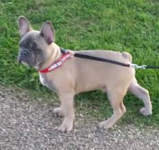 Shipping & personal pick up available Uk French Bulldog Costs Information Chubbachops