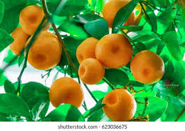 Image result for Citrus reticulata