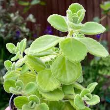 Image result for Coleus hadiensis