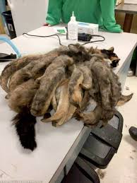I have an american shorthair cat (normal house cat) he's developed matts of fur on his lower back. Cat Forgotten And Abandoned For Years By Alzheimer S Suffering Owner Is Found Covered In Horror Matted Fur Dreadlocks Daily Mail Online