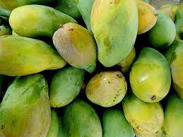 Rahasia menanam mangga harum manis cepat berbuah lebat dan besar mangga harum manis. Jual Mangga Harum Manis Jakarta Barat Agro Berkat Indonesia Tokopedia