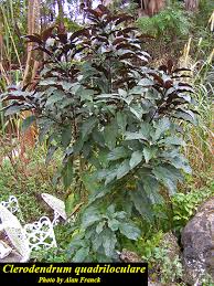 Image result for Clerodendrum fuscum