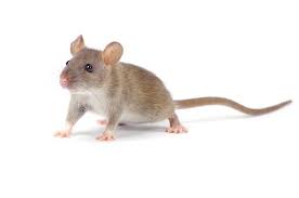 Rodent & pack rat control. Management Rodent Protocol Laying Hens