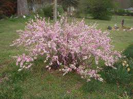 These flowers are supremely fragrant and fill the garden with a sweet scent of vanilla or almonds. Prunus Glandulosa Flowering Almond North Carolina Extension Gardener Plant Toolbox
