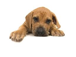 The evolution of the boerboel was a result of geographic isolation, a harsh environment, and virtually no breeder interference, which resulted in a. 312 Cute Boerboel Puppy Photos Free Royalty Free Stock Photos From Dreamstime