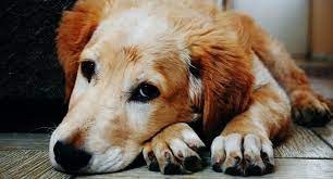 Do Dogs Get Mosquito Bites Can Dogs Get Sick Thefavpet