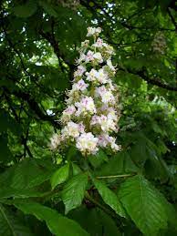 Das perianth ist wie bei den männlichen blüten sechsteilig und außen behaart. Kastanienbaum In Der Blute Photo Image Pflanzen Pilze Flechten Baume Einzelbaume Images At Photo Community