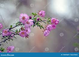 Image result for Cunoniaceae