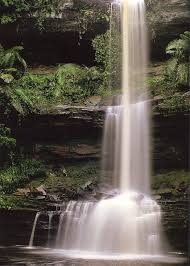 Image result for Helixanthera verruculosa