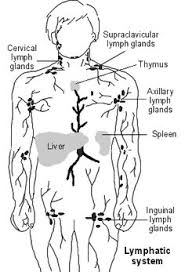 In a study looking at initial ct scans (and the ct component of pet/ct), the mean diameter doubling time for small cell lung cancer was 70 days for the primary tumor, and 51.1 days for involved lymph nodes. 46 Non Hodgkin Lymphoma Ideas Non Hodgkin Lymphoma Hodgkins Lymphoma