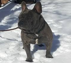 Explore 120 listings for merle french bulldogs for sale at best prices. French Bulldogs Mecham Family Kennels
