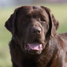 More docile quiet demeanor, thicker chest and otter tail on a few of the pups in a litter from. Ch Grandvista S Just Like Gideon Brown Labrador Retriever Lab Dogs Labrador