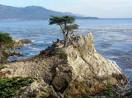 Lone Cypress Tree On 17 Mile Drive In Monterey California 2764 X 2073 Oc Beautiful Places Nature Beautiful Places Most Beautiful Places
