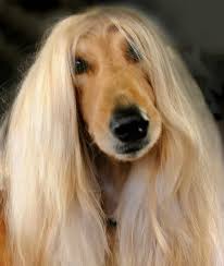 There's a genetic trait for curly coats that appear researchers have found mutations on two different genes that could cause these animals' kinky coats. 16 Animals With Amazing Hairdos Mom Com