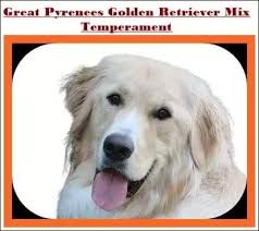Check spelling or type a new query. 30 Facts About Great Pyrenees Golden Retriever Mix Puppies For Sale