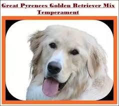 Both dogs participate in the k9 police force, but for different things. 30 Facts About Great Pyrenees Golden Retriever Mix Puppies For Sale