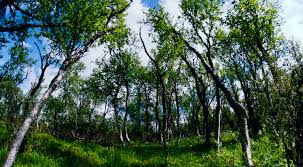 Resultado de imagen para arboles bosque
