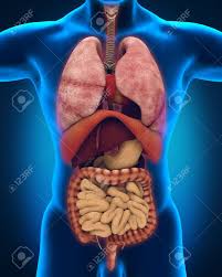 Resultado de imagen para cuerpo humano