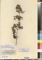 Image result for Clematis hirsuta