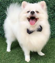 We did not find results for: White Pomeranian The Cutest Pomeranian Cotton Balls