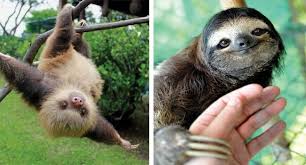 From a scrub to an organic bath made of tea and leaves. I Can Has Cheezburger Sloth Funny Animals Online Cheezburger