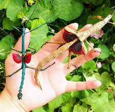 حشرة مدغشقر العصوية الذكر يسار الصورة والأنثى على اليمين Stick Insect Insect Species Insects
