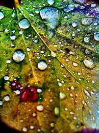 pin by robin evans studio on macro photography details water photography nature photography macro photography