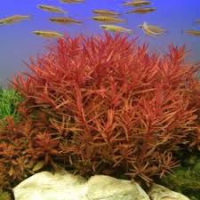 Image result for Nesaea polycephala