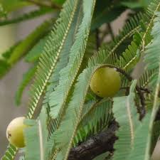 Image result for Phyllanthus engleri