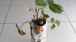 Check spelling or type a new query. Growing Strawberries Hydroponically How To Grow Hydroponic Strawberries Balcony Garden Web