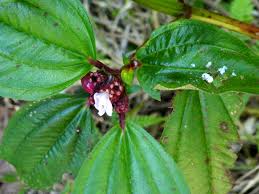 Image result for Tristemma