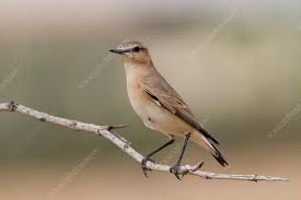 Image result for Isachne buettneri