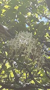 Image result for Mystacidium tanganyikense