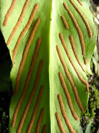 Image result for Loxogramme