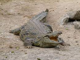 Timsah Wallpaper Crocodile Pictures Crocodiles Crocodile