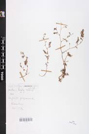 Image result for Euphorbia polycnemoides