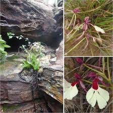 Image result for Cynorkis