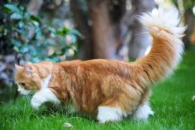 Maybe you would like to learn more about one of these? Doll Face Persian Cat Breed Info Pictures Temperament Traits Excited Cats