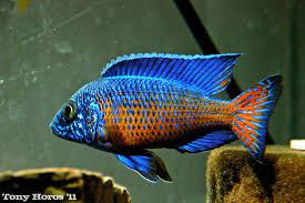 Check spelling or type a new query. Aulonocara Peacock S Tampa Bay Cichlids