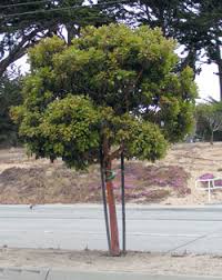 But the strawberry tree, arbutus unedo. Arbutus Marina