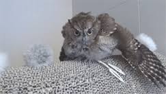 Baby owl takes a bath. Baby Owl Takes A Bath Album On Imgur