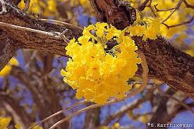 Check spelling or type a new query. Tabebuia Argentea Common Name The Tree Of Gold Origin Tropical Americas Flowering Season January March Vernacular Name Flowering Trees Trees To Plant Tree