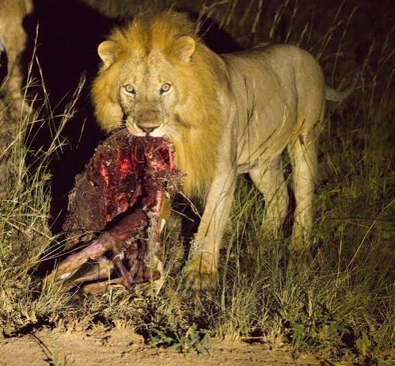 Night Game Drive – blairbirding