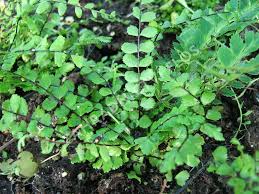 Image result for sleziník Asplenium