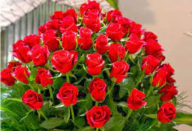 Wallpaperplay.com is a new way to upload and download wallpapers. Gulab Ka Phool Wallpaper Info Pink Roses Background Rose Pictures Mothers Day Roses
