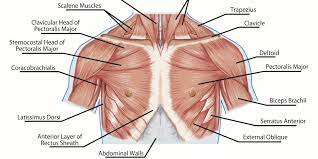 The chest anatomy includes the pectoralis major, pectoralis minor & serratus anterior. How To Develop A Man S Pectorals With Strength Training Exercises Breaking Muscle